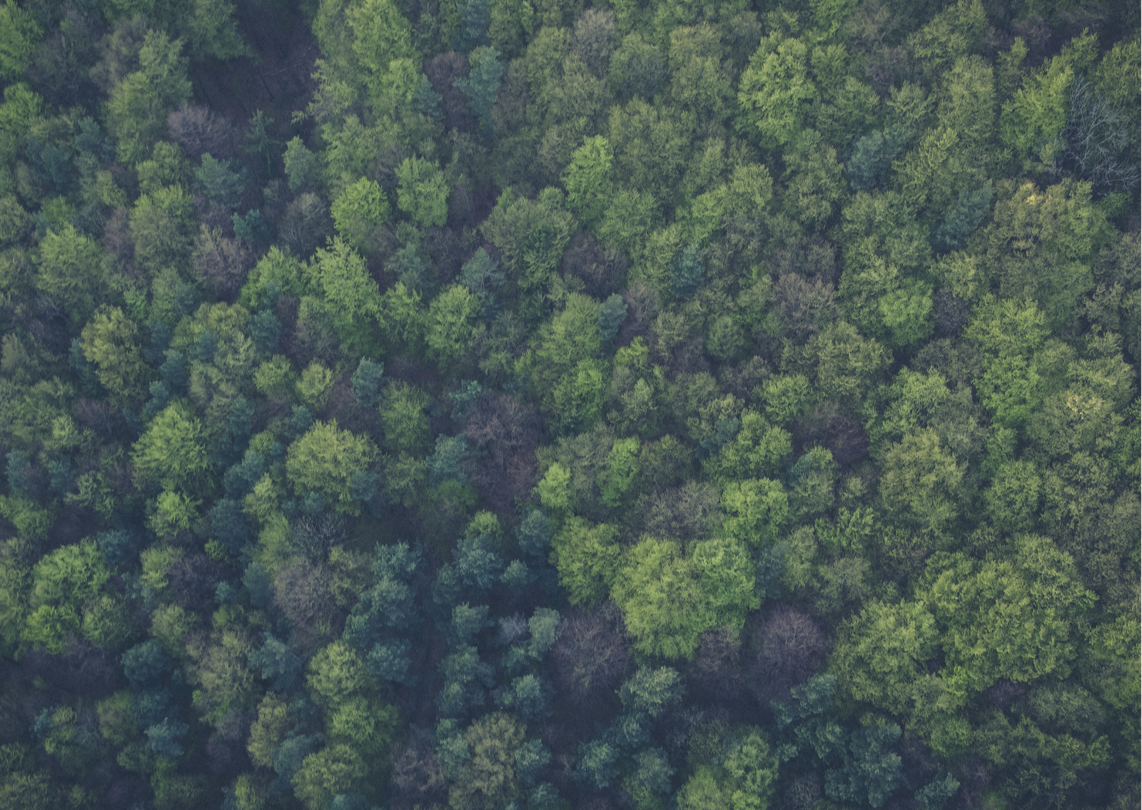 Warum braucht die Welt mehr Bäume?